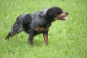 B.a Du petit odon