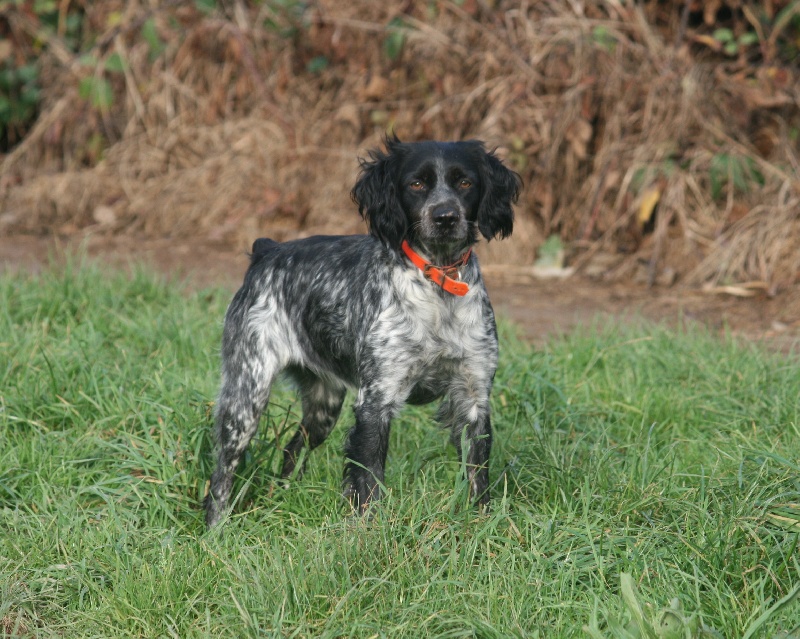 Daissy de la Vallée du Vey