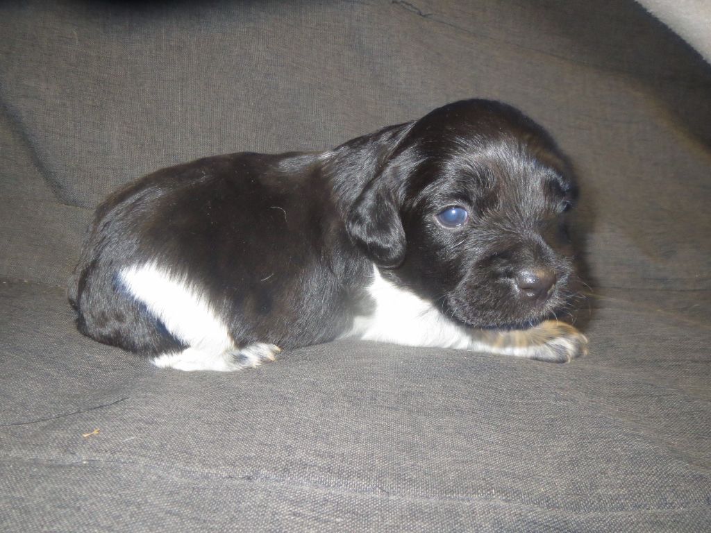 de la Vallée du Vey - Chiots disponibles - Epagneul Breton